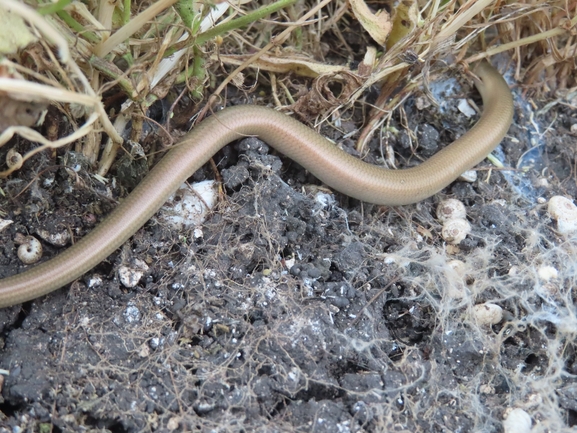 Chalcides guentheri  photographed by עמית מנדלסון 