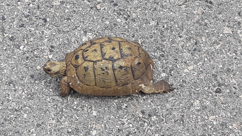 Testudo graeca  photographed by אריאל קדם 