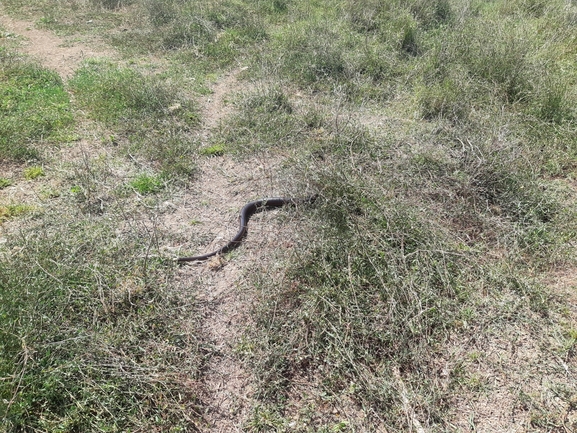 Ophisaurus apodus  photographed by סיון מרדוק 