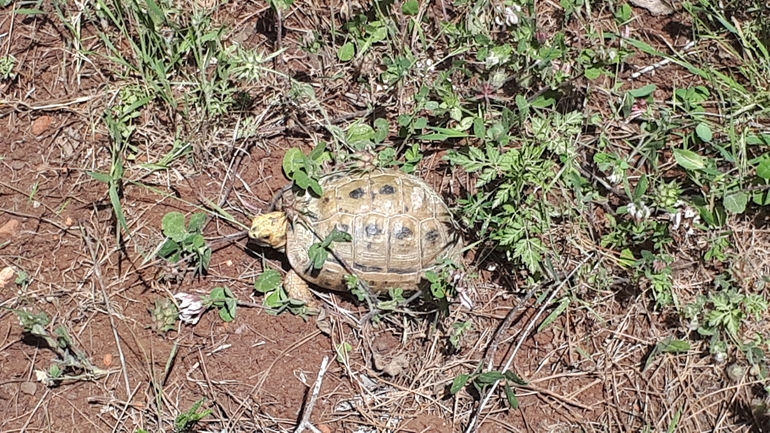 Testudo graeca  photographed by לירז כברה 