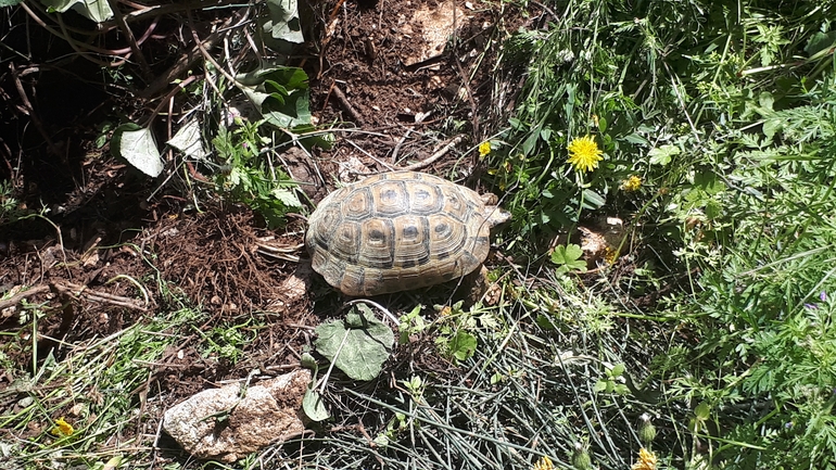 Testudo graeca  photographed by לירז כברה 