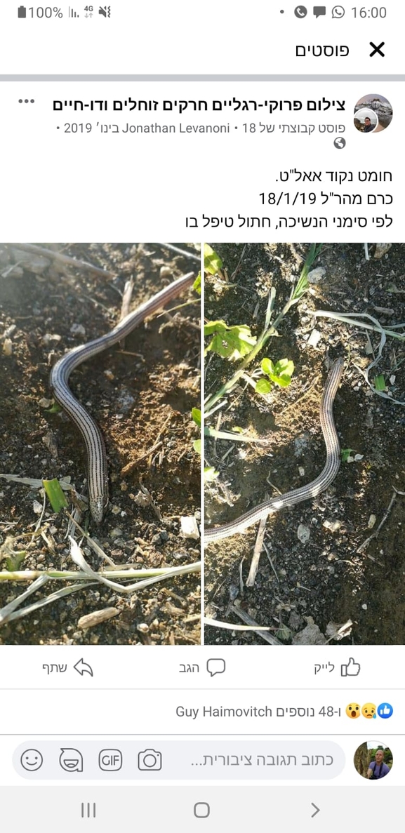 Ophiomorus latastii  photographed by אביעד בר 