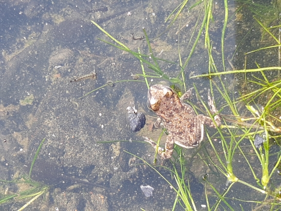 Bufo viridis  photographed by אוהד מאס 