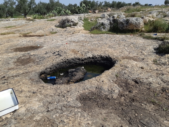 קרפדה ירוקה  צולם על ידי אוהד מאס 