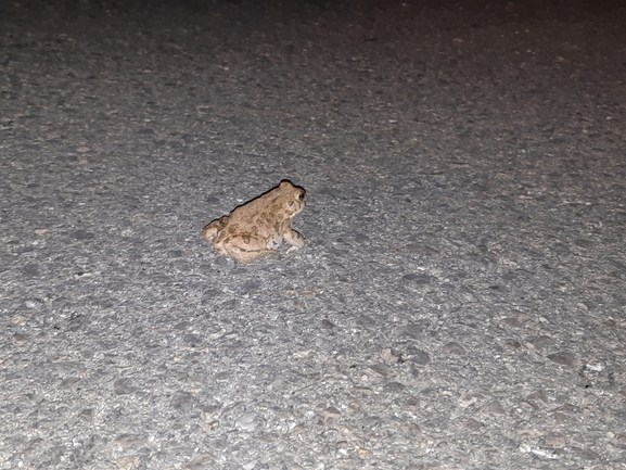 Bufo viridis  photographed by סיון מרדוק 