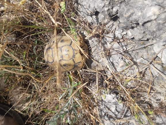 Testudo graeca  photographed by אור מילשטיין 