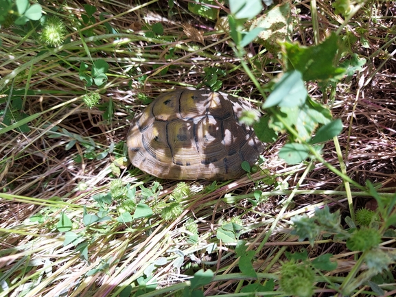 Testudo graeca  photographed by נדב בן יאיר 