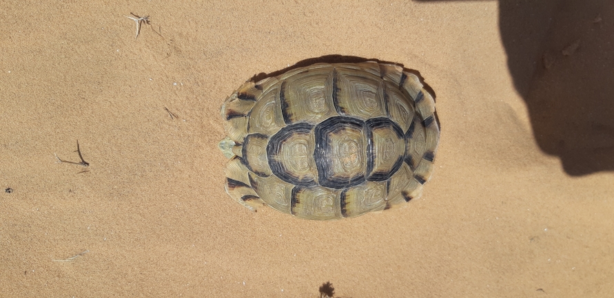 Testudo kleinmanni  photographed by איתי נוה 