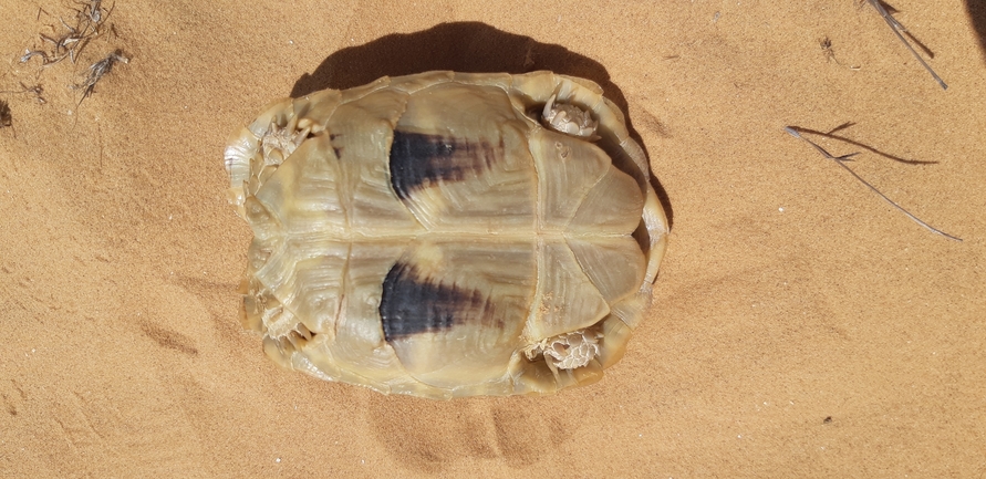 Testudo kleinmanni  photographed by איתי נוה 