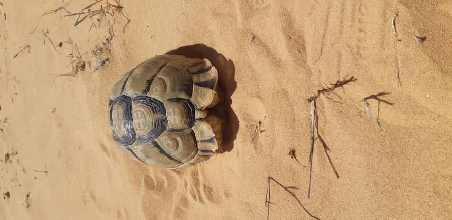 Testudo kleinmanni  photographed by איתי נוה 