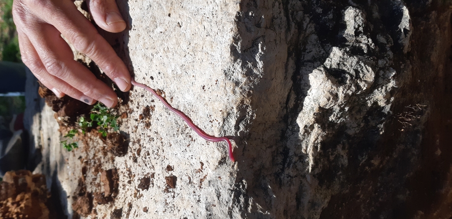 Typhlops vermicularis  photographed by איתי לחמי 