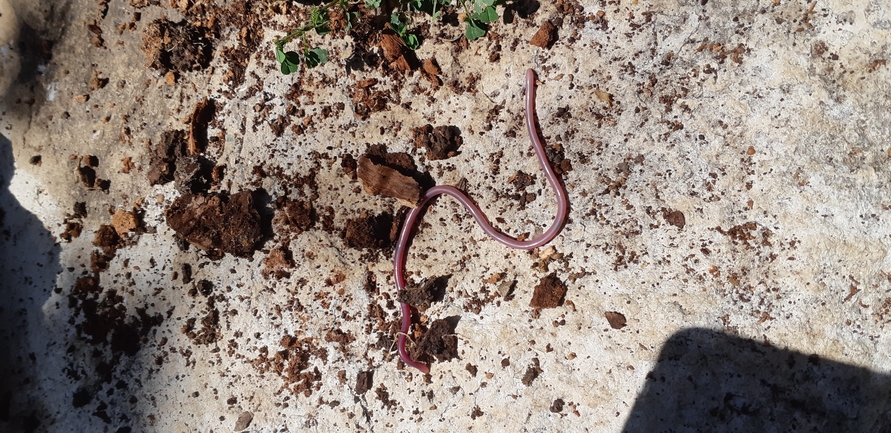 Typhlops vermicularis  photographed by איתי לחמי 