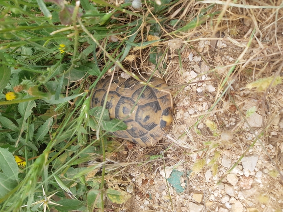 Testudo graeca  photographed by אור מילשטיין 