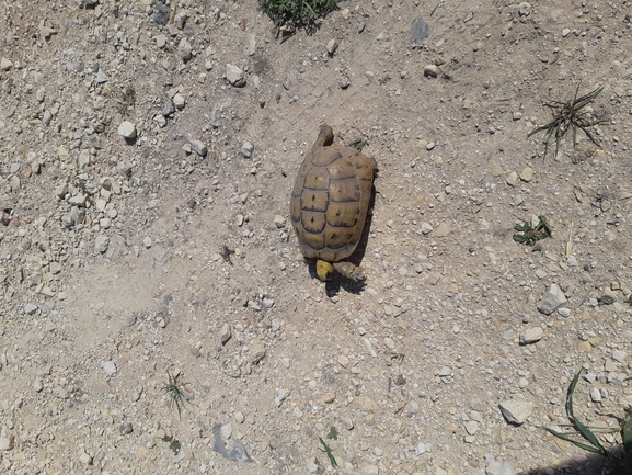 Testudo graeca  photographed by יעקב קזס 