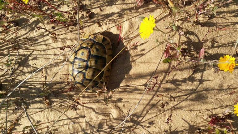 Testudo graeca  photographed by יגאל אסמר טספאי 