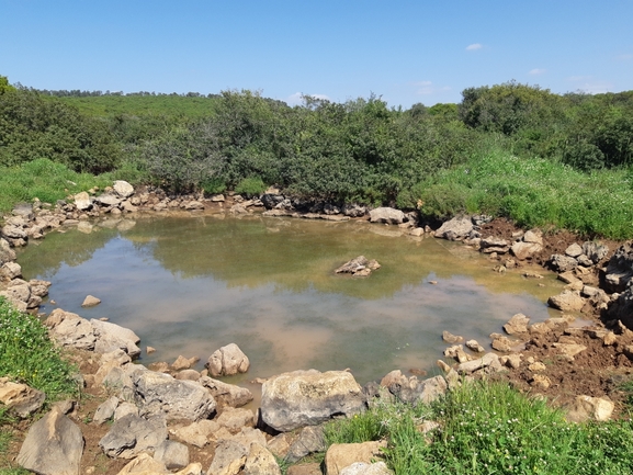 קרפדה ירוקה  צולם על ידי אוהד מאס 