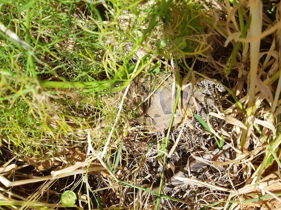 Testudo graeca  photographed by יעקב קזס 