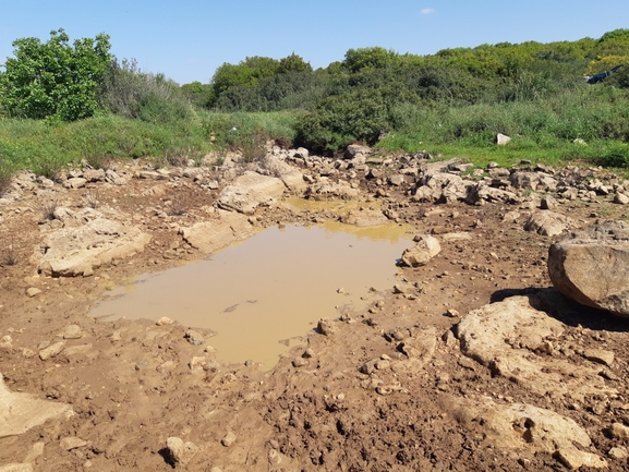 קרפדה ירוקה  צולם על ידי אוהד מאס 