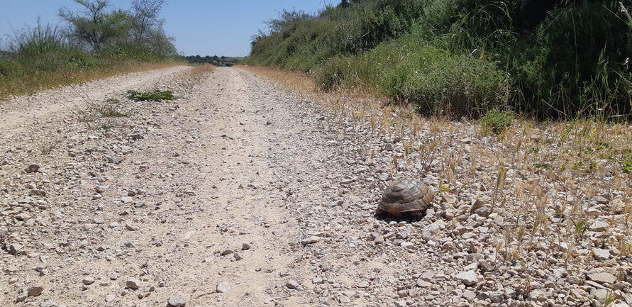 Testudo graeca  photographed by ליעד כהן 