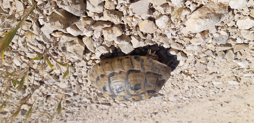 Testudo graeca  photographed by ליעד כהן 