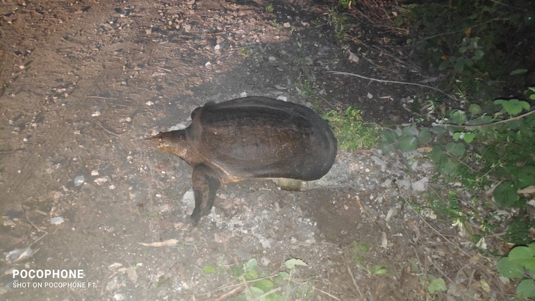 Trionyx triunguis  photographed by חנוך כחלון 