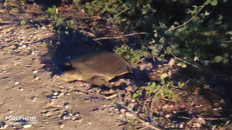 Trionyx triunguis  photographed by חנוך כחלון 