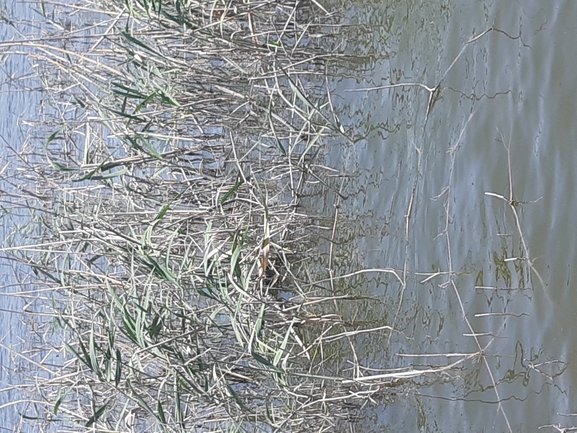 Natrix tessellata tessellata  photographed by שי קבסה 