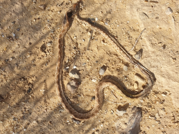 Spalerosophis diadema cliffordi  photographed by אביעד בר 