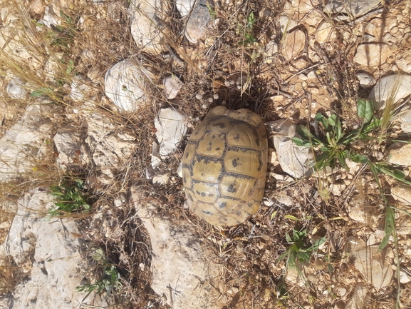 Testudo graeca  photographed by אור מילשטיין 