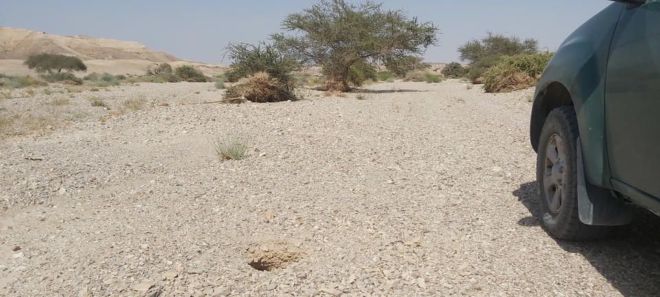 Dabb Lizard  photographed by אברהם לינקולן 