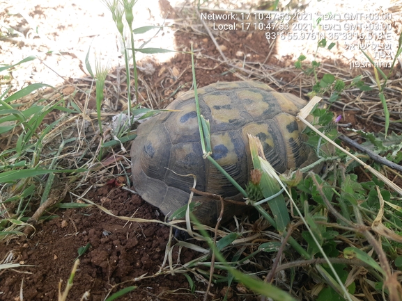 Testudo graeca  photographed by הדס כהנר 