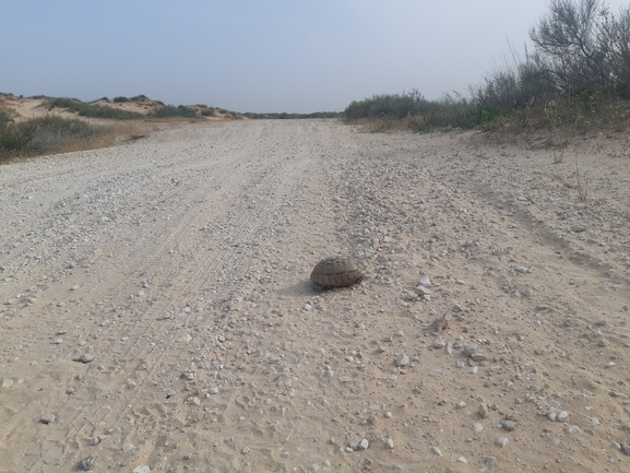 Testudo graeca  photographed by סיון מרדוק 