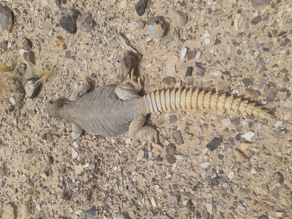 Dabb Lizard  photographed by עוואד שלייבי 