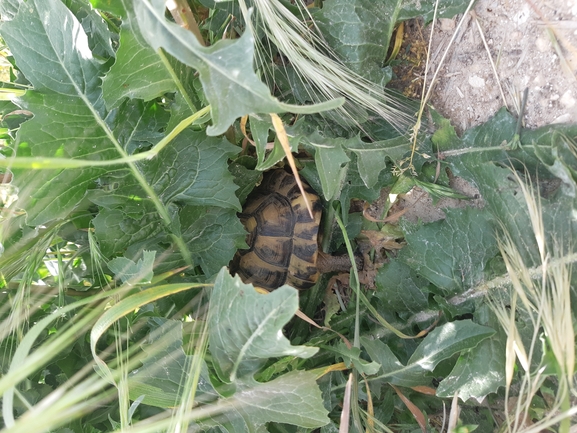 Testudo graeca  photographed by סיון מרדוק 