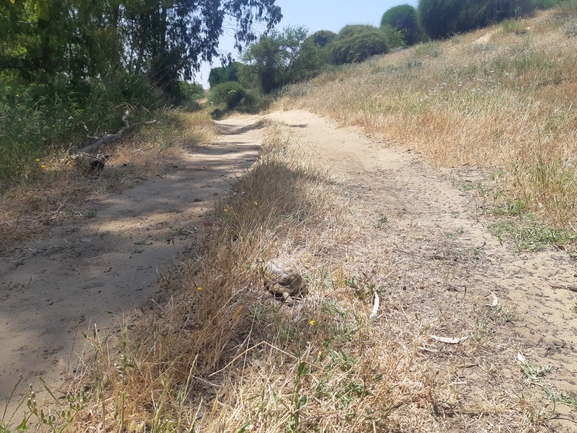 Testudo graeca  photographed by סיון מרדוק 