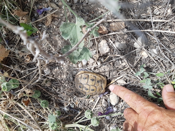 Testudo graeca  photographed by יעקב קזס 