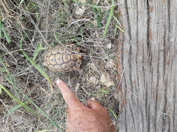 Testudo graeca  photographed by יעקב קזס 