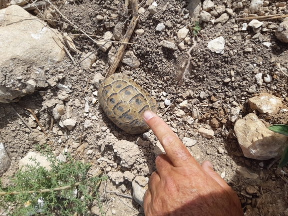 Testudo graeca  photographed by יעקב קזס 