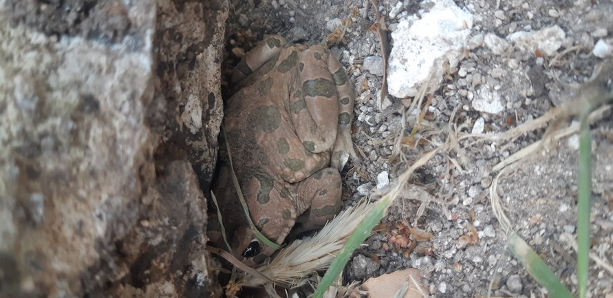 Bufo viridis  photographed by ליעד כהן 