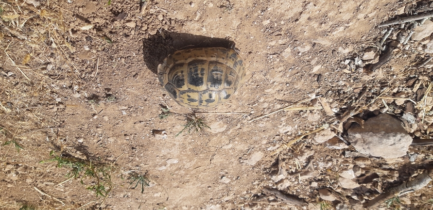 Testudo graeca  photographed by ליעד כהן 