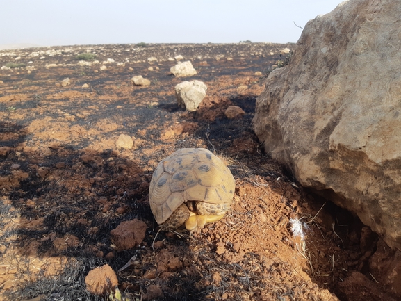 צב-יבשה מצוי  צולם על ידי אוהד מאס 