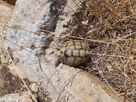 Testudo graeca  photographed by אור מילשטיין 