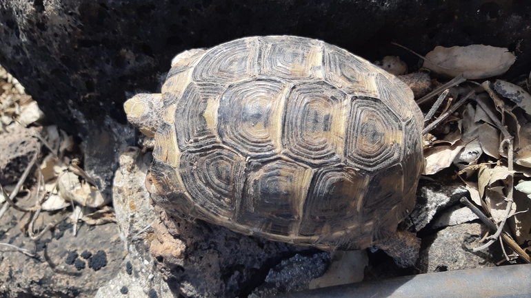 Testudo graeca  photographed by ג'ורג'י נורקין 