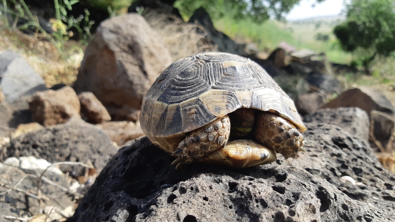 Testudo graeca  photographed by ג'ורג'י נורקין 