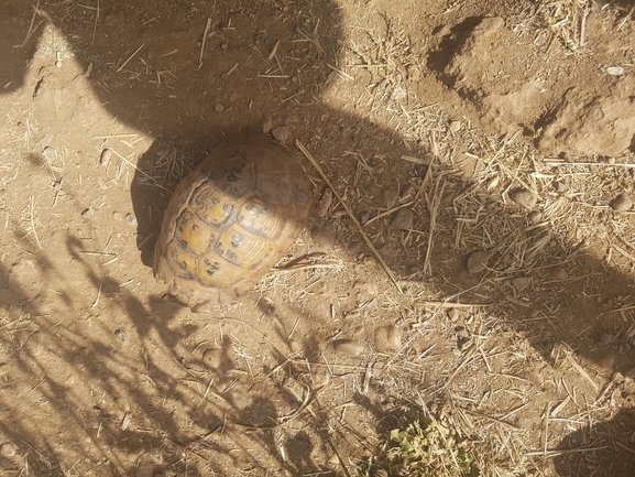 Testudo graeca  photographed by מוהנא נאסר 