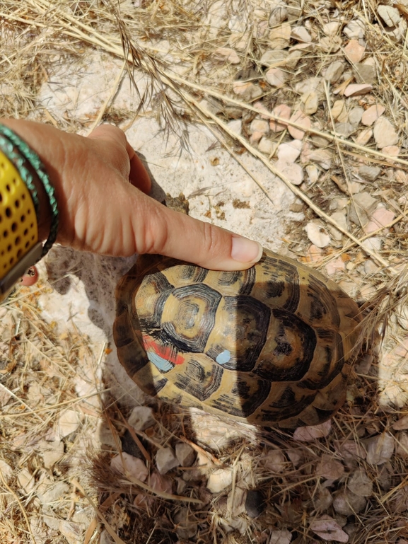 Testudo graeca  photographed by הדס מרשל וצליל לבין 