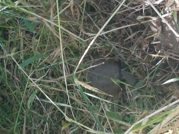 Testudo graeca  photographed by מוהנא נאסר 