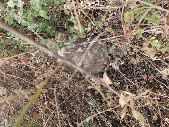 Testudo graeca  photographed by יצחק כהן 