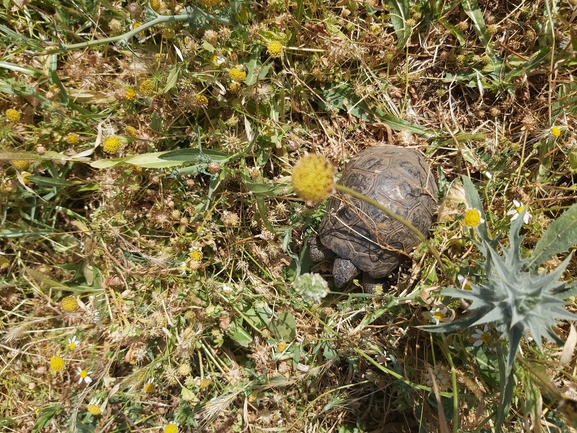 Testudo graeca  photographed by יצחק כהן 