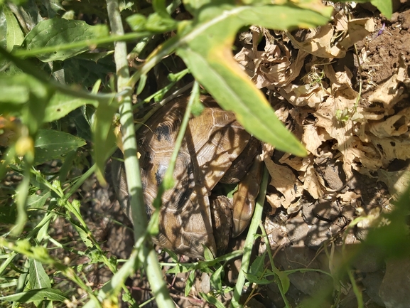 צב-יבשה מצוי  צולם על ידי יצחק כהן 